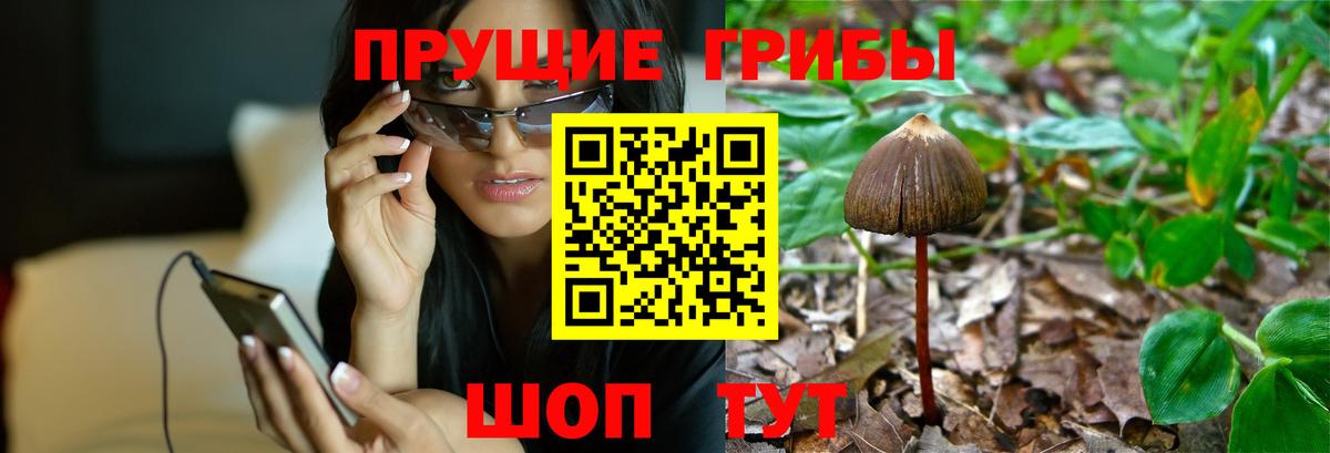 Псилоцибиновые грибы GOLDEN TEACHER  Вход с VPN  Галлюциногенные грибы GOLDEN TEACHER  Луховицы 